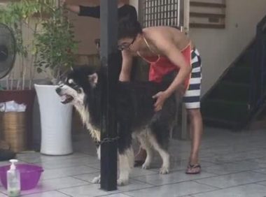 主人给狗狗洗澡被龇牙,只能干洗,重点部位还得用扫帚洗!