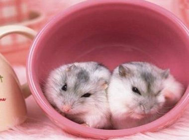 仓鼠拉稀怎么办?从这几个方面先找找原因