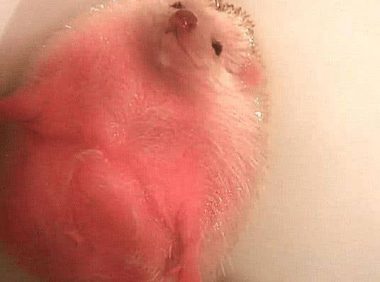 男友帮刺猬洗澡，主人进去一看，被这画面吓坏了，几分熟了