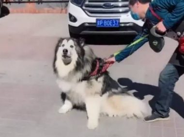 100斤的阿拉斯加狗狗不想洗澡,趴在宠物店门口,拽都拽不动