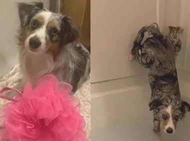 德牧犬反感洗澡的时候屁股湿掉，竟在浴盆里打开大绝技……