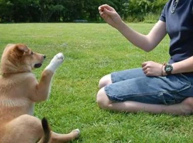 如何训练狗狗听话自己训练