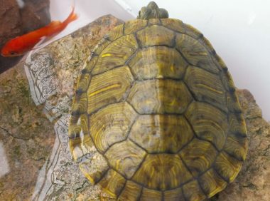 龟龟肠胃炎，成因怎么预防以及治疗方法！