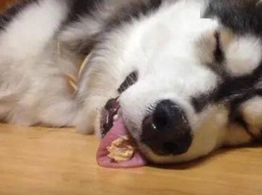 哈士奇在地板上睡的正香,主人拿零食往旁边一放,结果二哈这反应