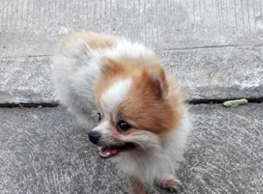 心疼流浪狗挨饿,暖心男孩把零食分享给狗狗,因为它是自己的朋友