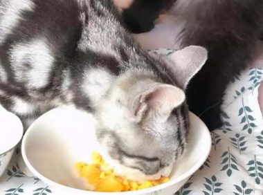 猫驱虫之后能不能吃鸡蛋