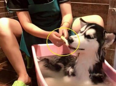 回家看到老公在给二哈洗澡,走近一看笑岔气:这样洗了才入味!