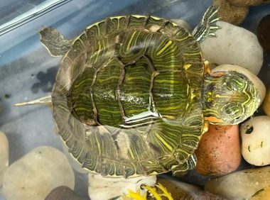 如何检查乌龟是否健康?其实在家就能给龟龟体检