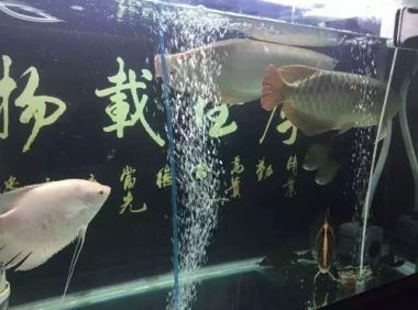 养鱼三板斧:升温对鱼有什么好处?