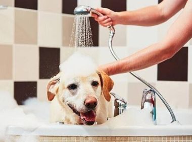 狗狗身上有味道是因为不洗澡吗?做好7件事帮助狗狗告别臭味