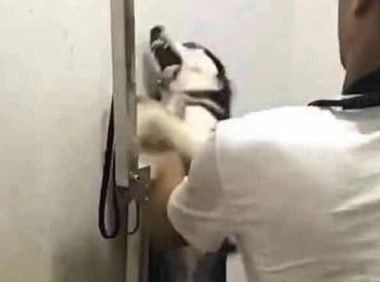 让二哈洗洗澡简直比登天还难,那反映简直令人又窝火又搞笑!