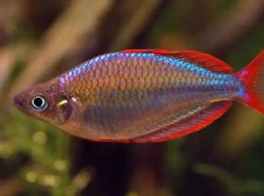 电光美人怎么养