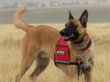 狗狗必须用专用沐浴露吗?三个原因为你解惑