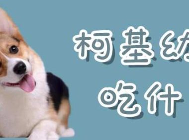 柯基幼犬吃什么