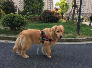 5个月金毛吃什么