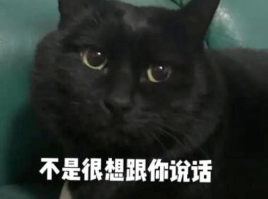 “带着田园猫去宠物店洗澡，却被拒之门外”