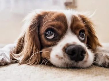 宠物沐浴露的种类有哪些？来这里看看吧