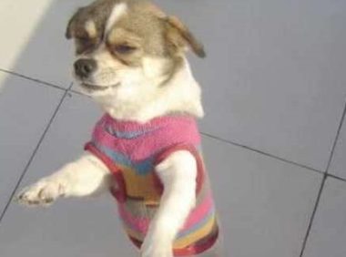 小奶狗拒绝洗澡，主人假装生闷气，下一秒狗的动作太可爱了