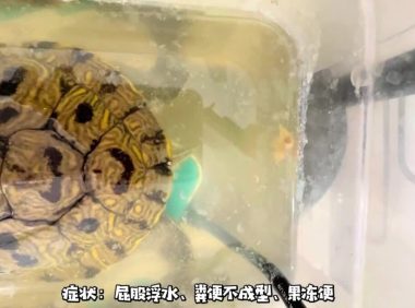 乌龟重度肠炎怎么治疗?看看这位博主的成功经验