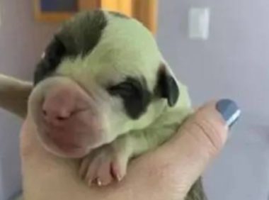 斗牛犬生下了8只狗崽,却有一只是绿色的,兽医:多洗澡就好了
