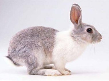 兔子的寿命有多长?正常的就这么几年