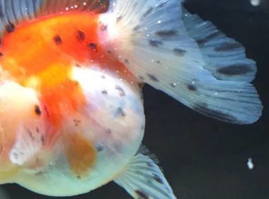 鱼直不起来怎么回事?鱼鳔失调的原因与应对办法