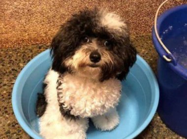 超爱洗澡的花贵宾 听到水声奔澡盆坐等