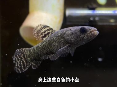 观赏鱼的绝症胡椒病：我的牙鱼“大牙”能否幸存？