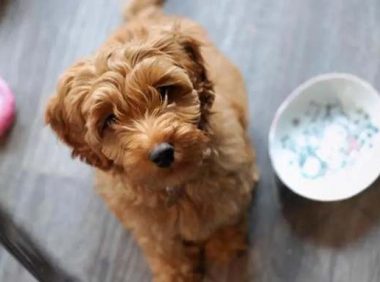 泰迪能吃馒头吗