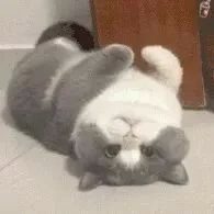 猫咪呕吐不要慌！宠医手把手教你从呕吐物颜色判断猫咪情况