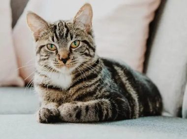 老年猫认知功能障碍详解：症状、管理与兽医建议