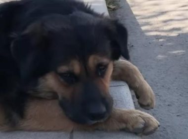 流浪狗不为零食诱惑，只能对它的朋友下手！没想到隔天见狗狗出现