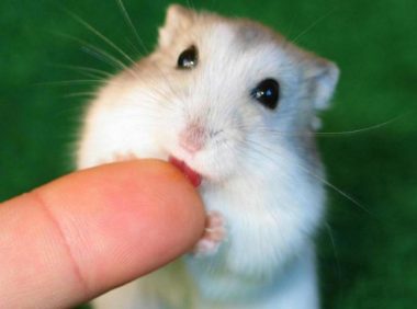 被仓鼠咬了有潜伏期吗?这些知识看看准没错