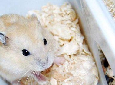 仓鼠会传染疾病吗?理论上来讲是有可能