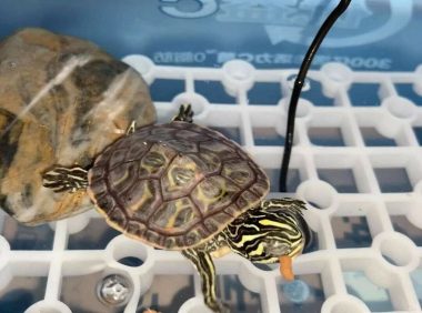 乌龟蒙眼了怎么办?分享个安全稳妥的处理方法