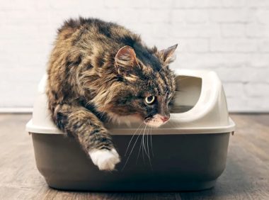 猫咪便秘怎么办？7 种猫泻药详解及选择指南