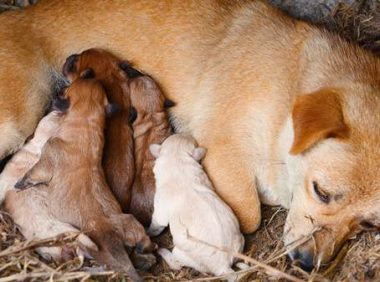 怎么判断狗狗奶水够不够