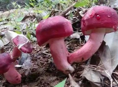 猫能不能吃红菇