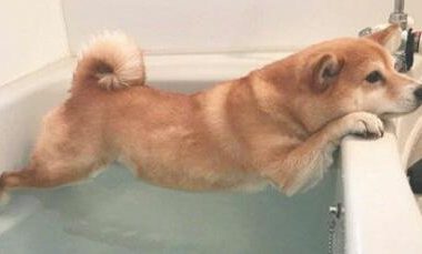 傲骄柴犬讨厌洗澡,被逼无奈只能使绝技