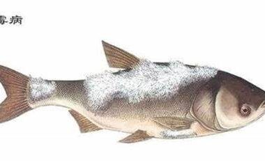 金鱼得了水霉病怎么治?教你一招 3 – 5 天就能解决