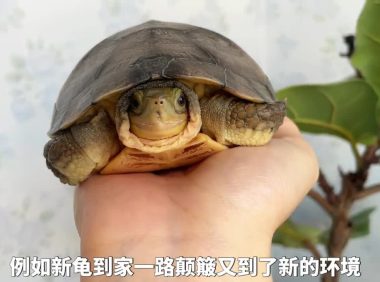 乌龟腐皮腐甲原因,及处理方法!