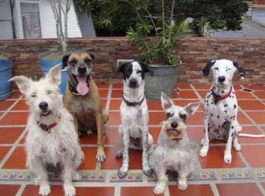 老年狗狗如何饲养