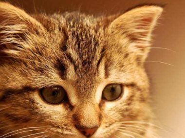 猫妈妈照顾小主人 | 妈妈帮小主人洗澡,猫皇硬爬上背赖着不走的样子让人笑翻