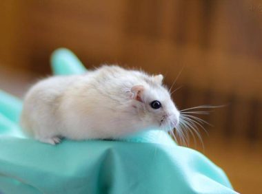 仓鼠掉毛怎么回事？要分清楚原因