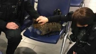 虎斑猫有家有主人却天天跑医院，靠卖萌骗零食，每次都被当流浪猫