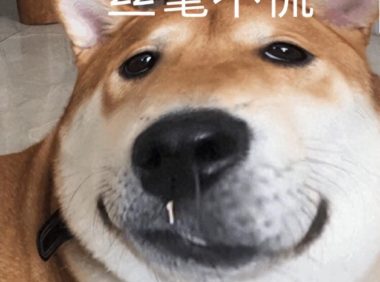 狗狗不舒服的 7 个表现,出现这些动作药注意了!