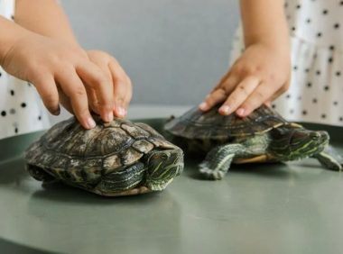 龟肠胃炎:病因、症状与治疗