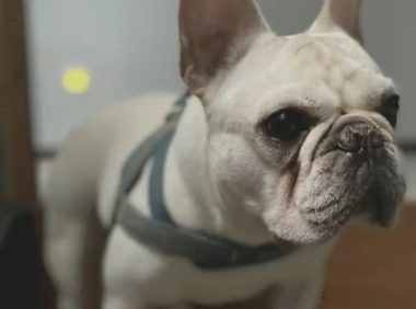 长沙一宠物医院给法斗犬洗澡，高温烘干致死，负责人：赔一两千了事