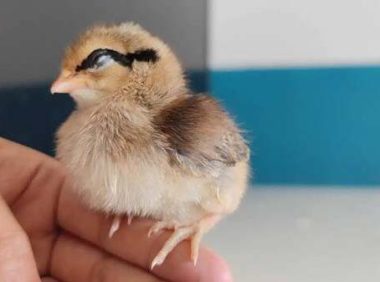 小鸡仔认主人吗