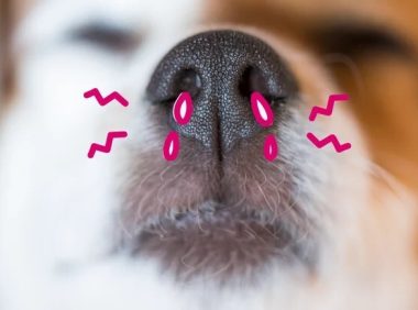 宠物鼻腔狭窄：病因、症状和治疗